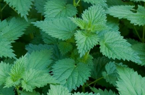 Ilustracja do pytania 9