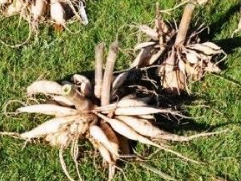 Ilustracja do pytania 31