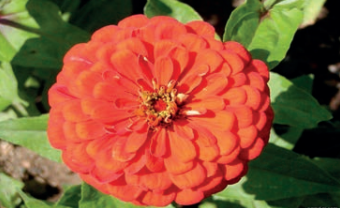 Ilustracja do pytania 18