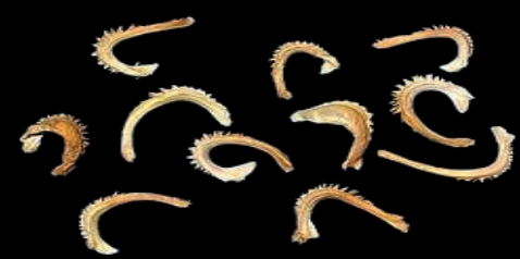 Ilustracja do pytania 30