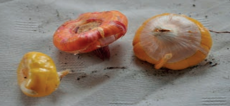 Ilustracja do pytania 35