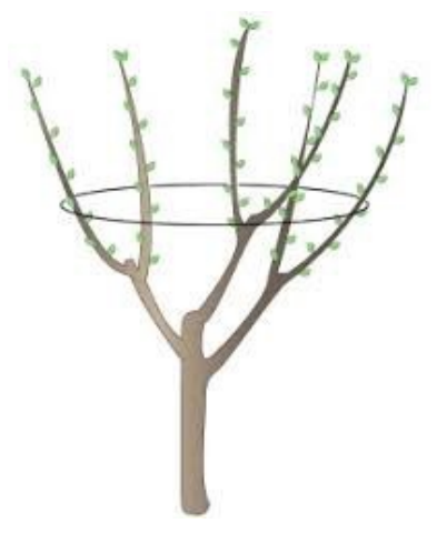 Ilustracja do pytania 16