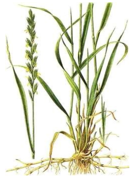 Ilustracja do pytania 28