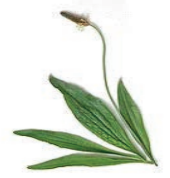 Ilustracja do pytania 8