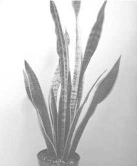 Ilustracja do pytania 22