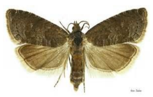 Ilustracja do pytania 32