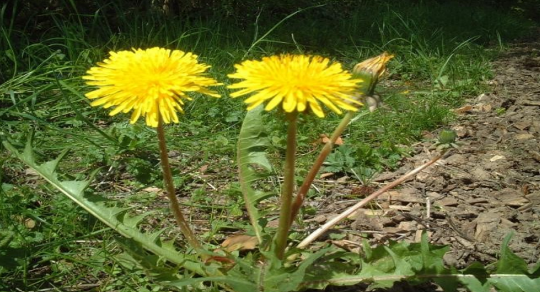 Ilustracja do pytania 34