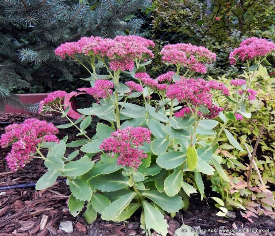 Ilustracja do pytania 30