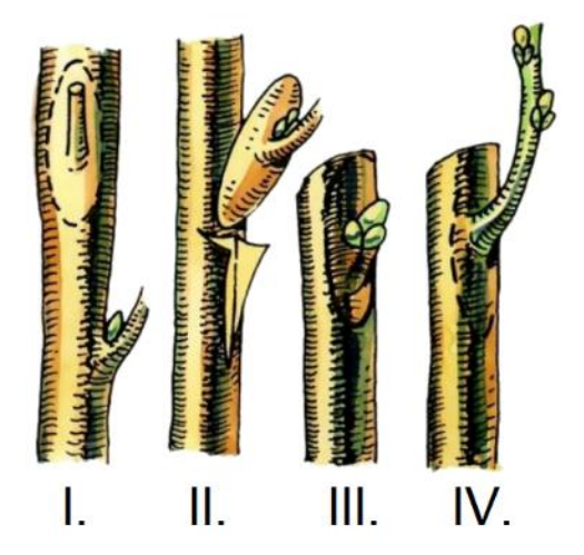 Ilustracja do pytania