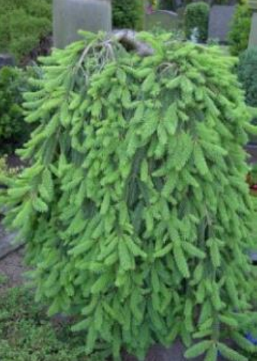 Ilustracja do pytania