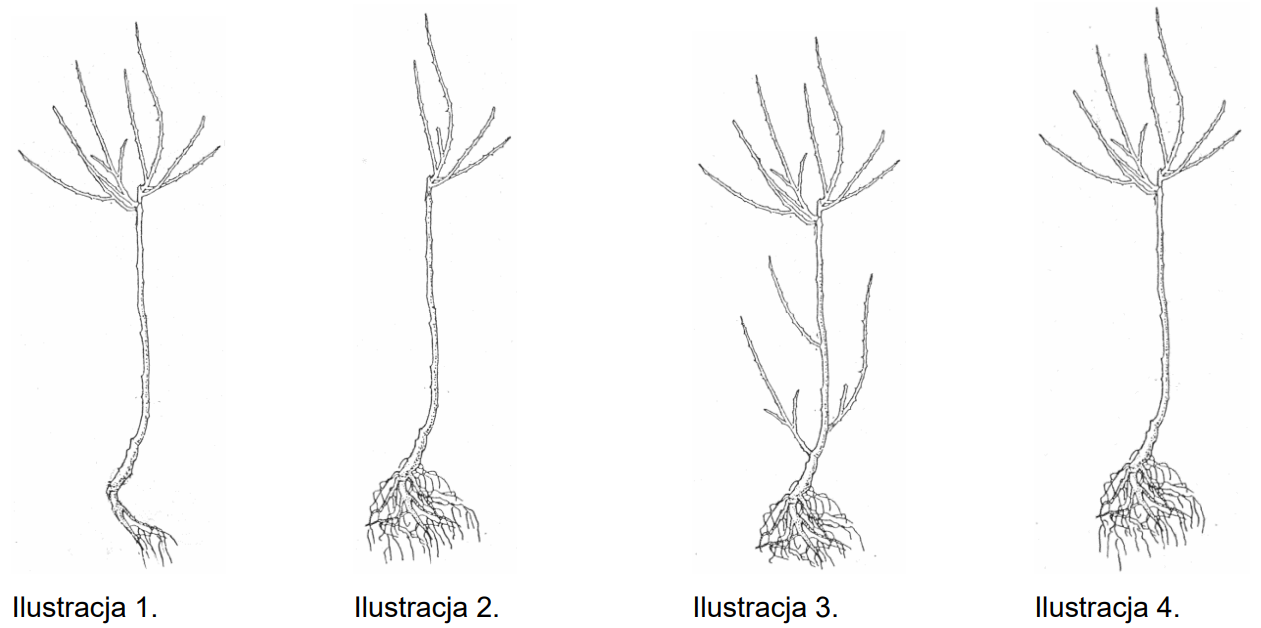 Ilustracja do pytania 8