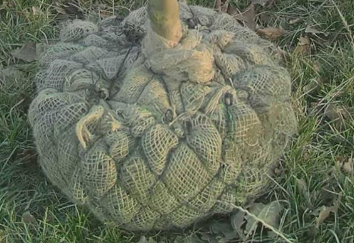 Ilustracja do pytania