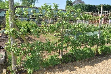 Ilustracja do pytania 27