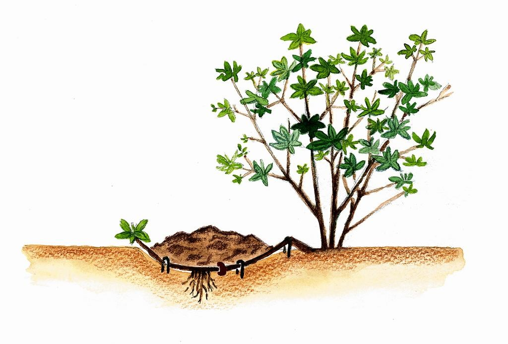 Ilustracja do pytania 35