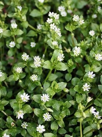 Ilustracja do pytania 7