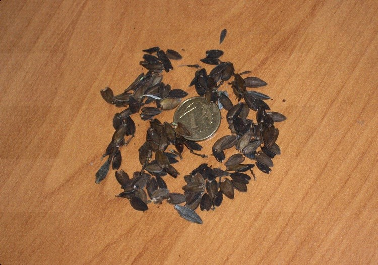 Ilustracja do pytania 7