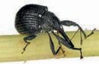 Ilustracja do pytania 39