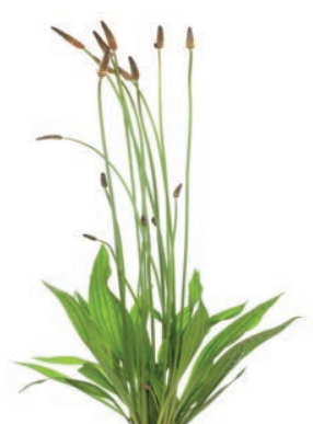 Ilustracja do pytania 27