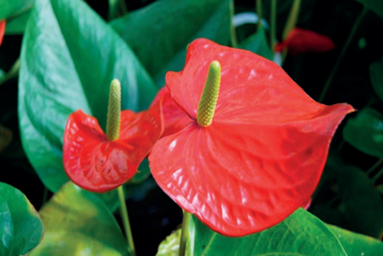 Ilustracja do pytania 29