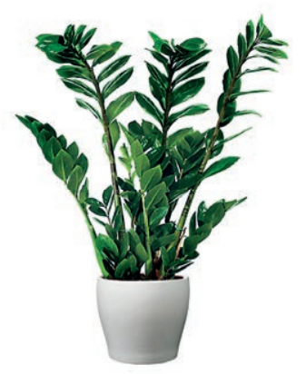 Ilustracja do pytania 4