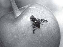 Ilustracja do pytania 4