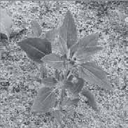 Ilustracja do pytania 20