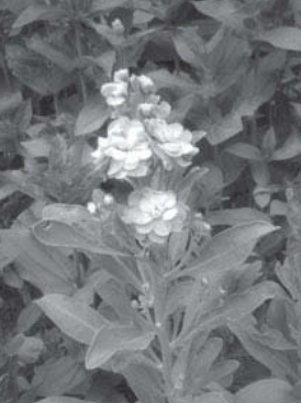 Ilustracja do pytania 22