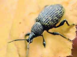 Ilustracja do pytania