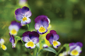 Ilustracja do pytania 39