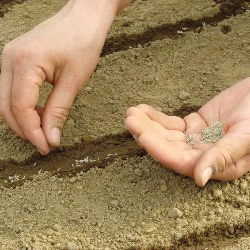 Ilustracja do pytania 12