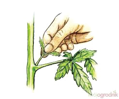 Ilustracja do pytania 33