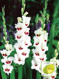 Ilustracja do pytania 32