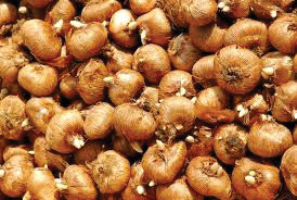 Ilustracja do pytania 40