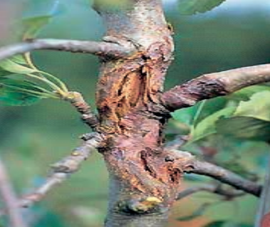 Ilustracja do pytania 26