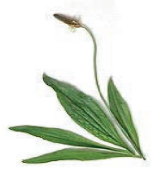 Ilustracja do pytania 20