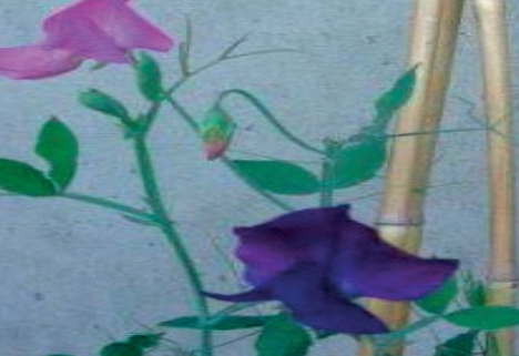 Ilustracja do pytania 8