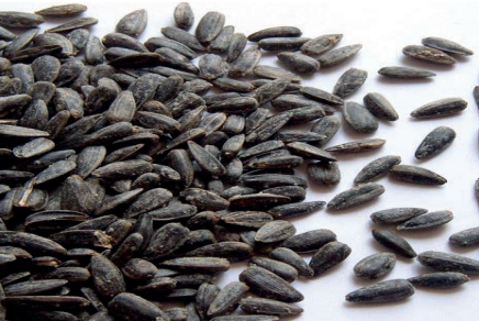 Ilustracja do pytania 18