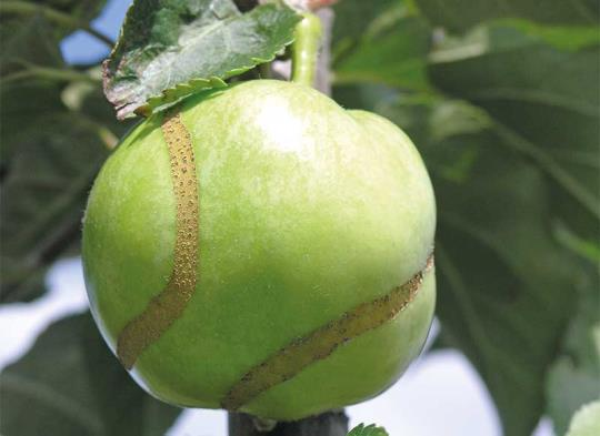 Ilustracja do pytania 23