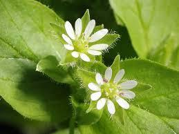 Ilustracja do pytania 10