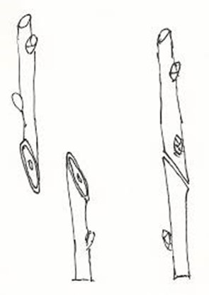 Ilustracja do pytania 1