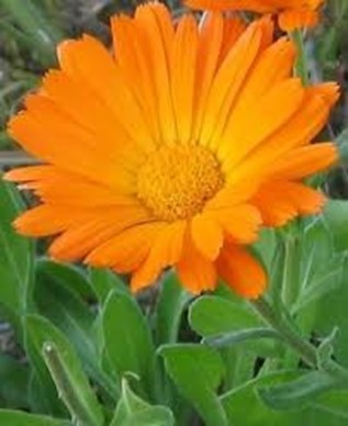 Ilustracja do pytania 18