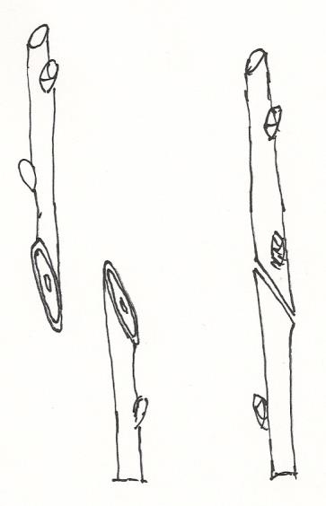 Ilustracja do pytania 25