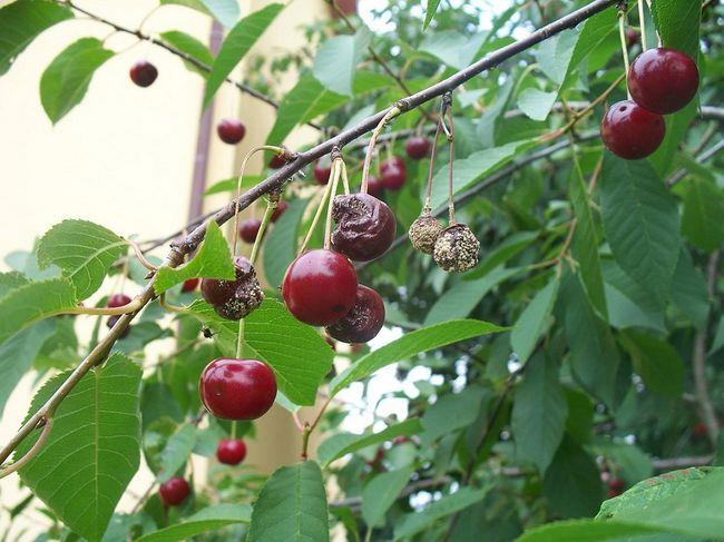 Ilustracja do pytania