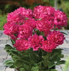 Ilustracja do pytania 3