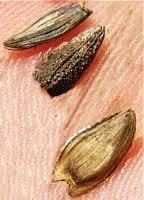 Ilustracja do pytania 37