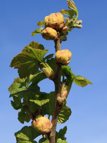 Ilustracja do pytania 37