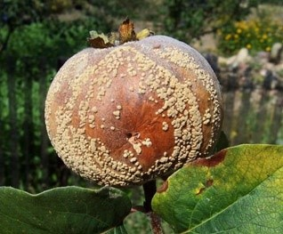 Ilustracja do pytania