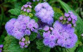 Ilustracja do pytania