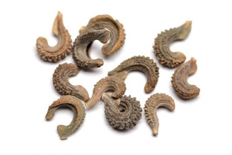 Ilustracja do pytania 19