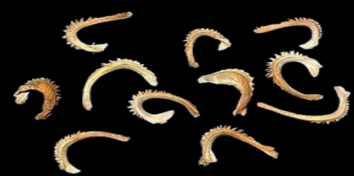 Ilustracja do pytania 37